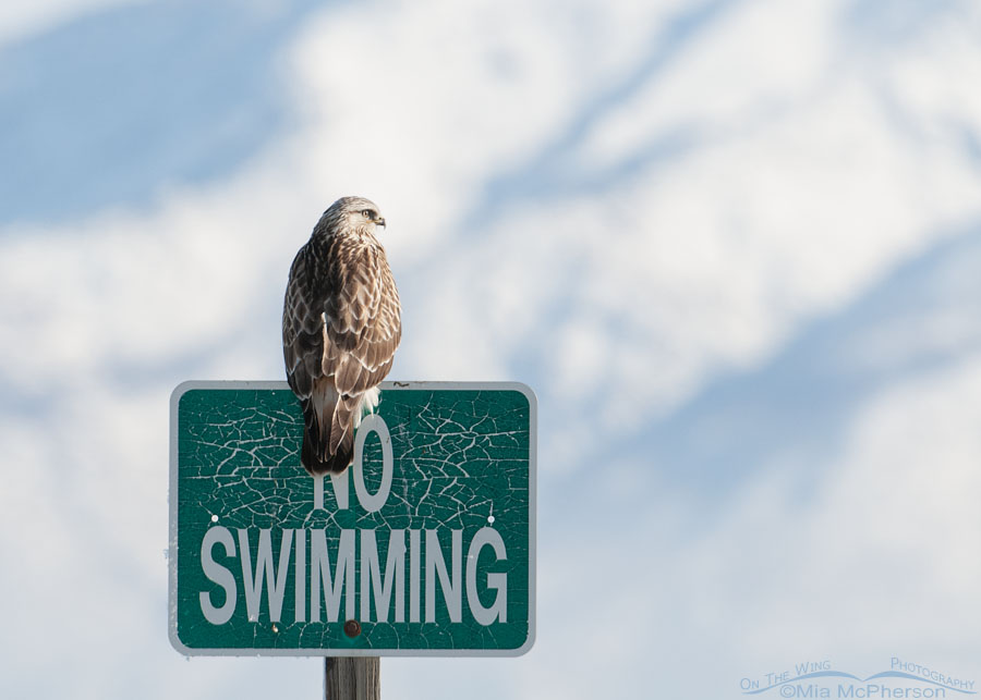 Rough-legged Hawk on a No Swimming sign on the causeway to Antelope Island, Antelope Island State Park, Davis County, Utah