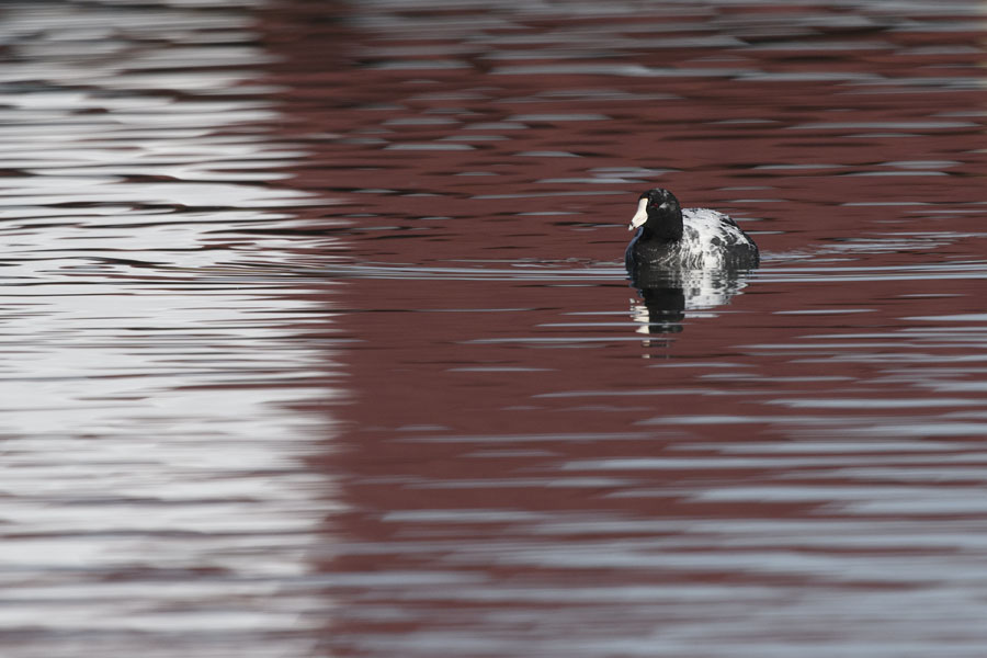 Leucistic American Coot and red roof reflections, Salt Lake County, Utah