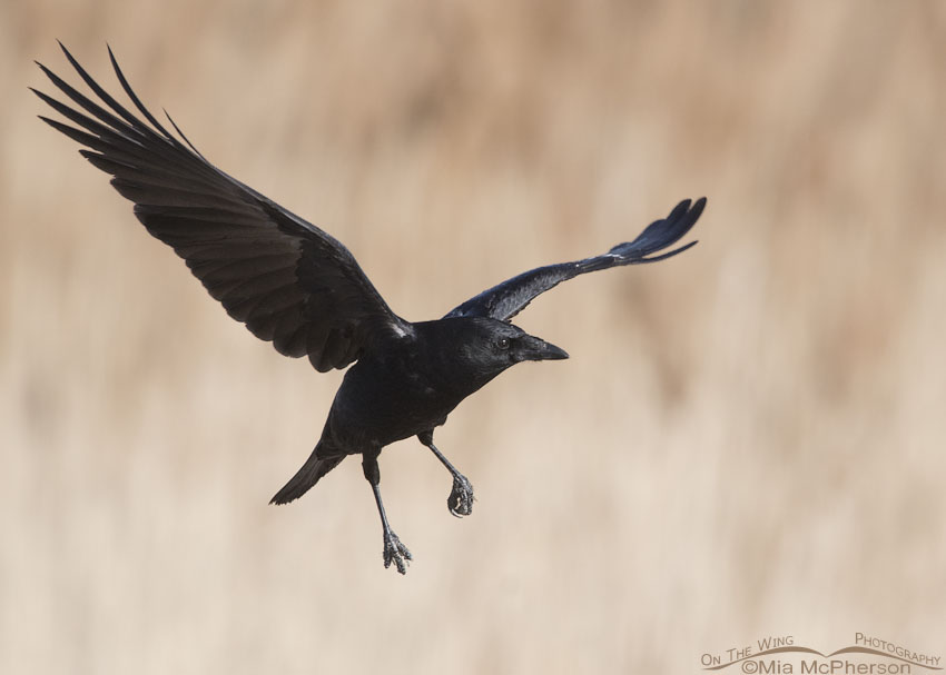 American Crow in flight at Farmington Bay WMA, Davis County, Utah