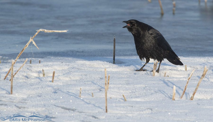 Calling American Crow on snow, Farmington Bay WMA, Davis County, Utah