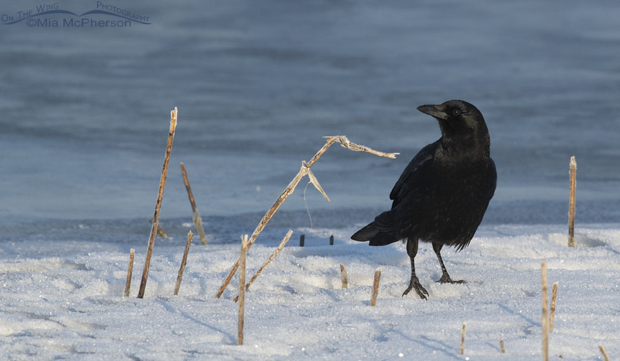 Winter American Crow at Farmington Bay WMA, Davis County, Utah