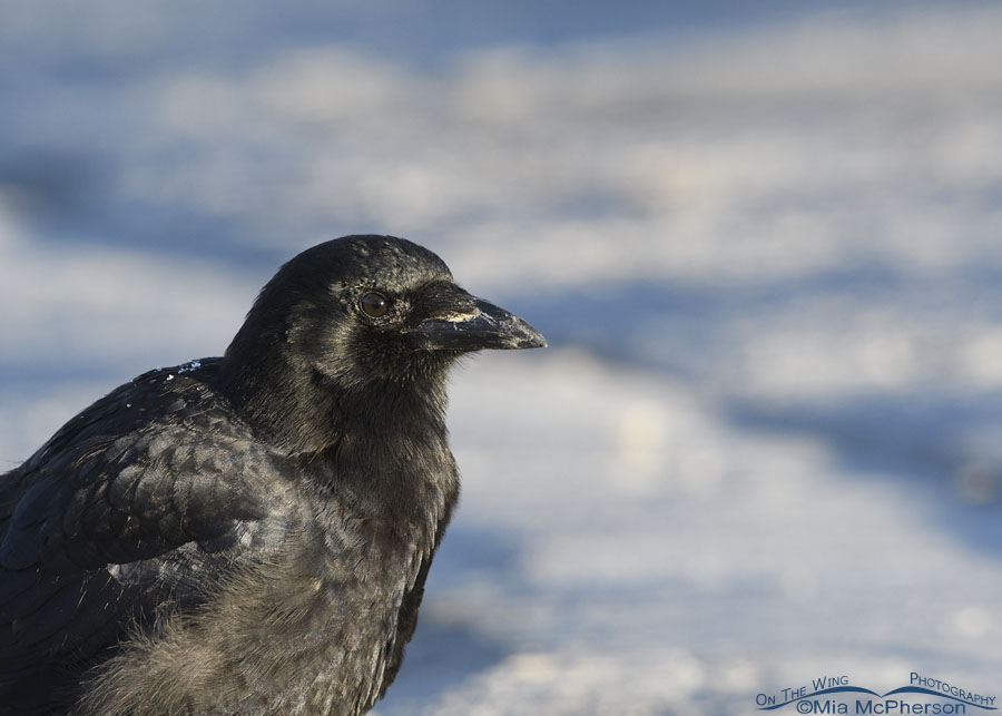 Winter American Crow portrait, Farmington Bay WMA, Davis County, Utah