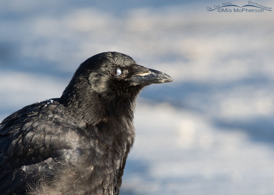 American Crow nictitating membrane halfway over eye, Farmington Bay WMA, Davis County, Utah