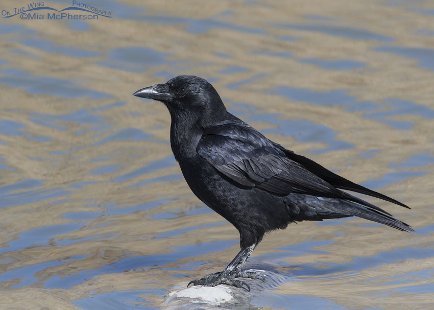 Profile view of an American Crow, Farmington Bay WMA, Davis County, Utah