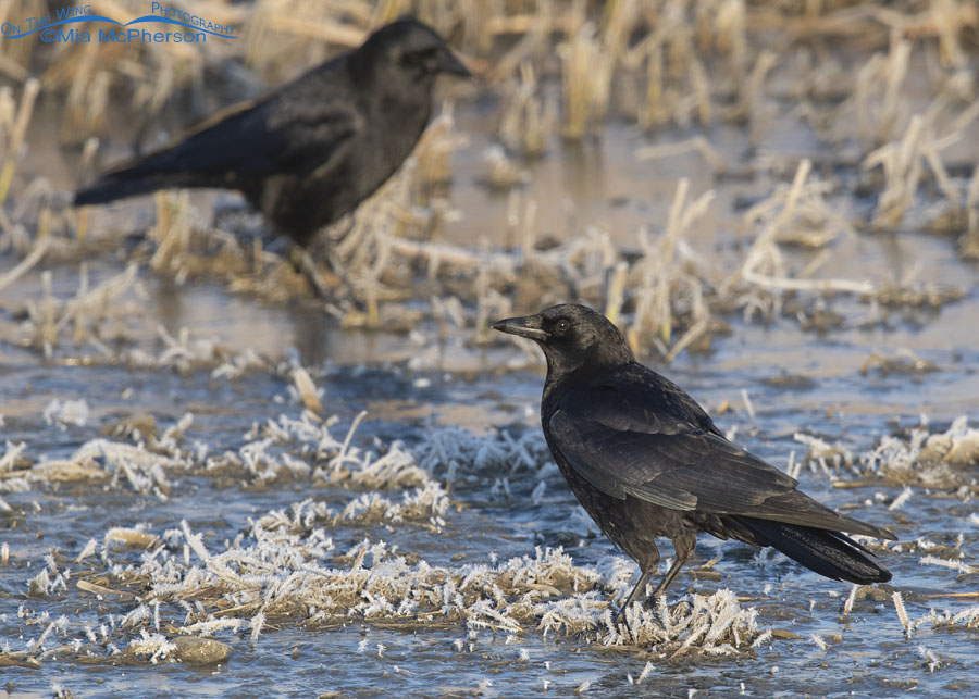 American Crows in the marsh at Farmington Bay WMA, Davis County, Utah