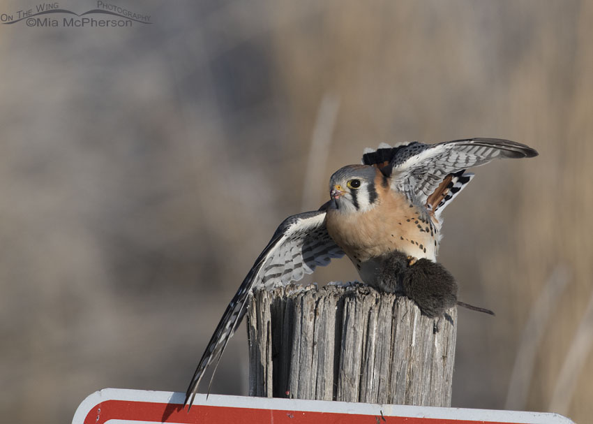 attempting to lift off with prey, Farmington Bay WMA, Davis County, Utah