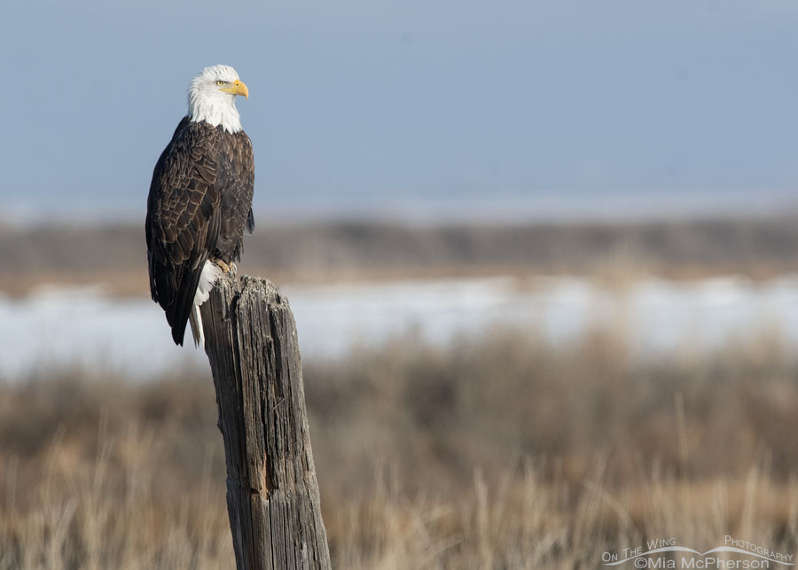 Majestic Bald Eagle on a leaning post in a marsh, Bear River Migratory Bird Refuge, Box Elder County, Utah