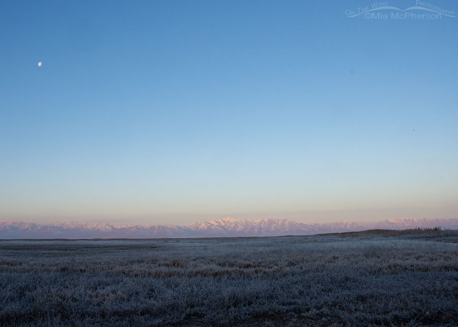 Morning glow on the Promontory Mountains from the refuge, Bear River Migratory Bird Refuge, Box Elder County, Utah