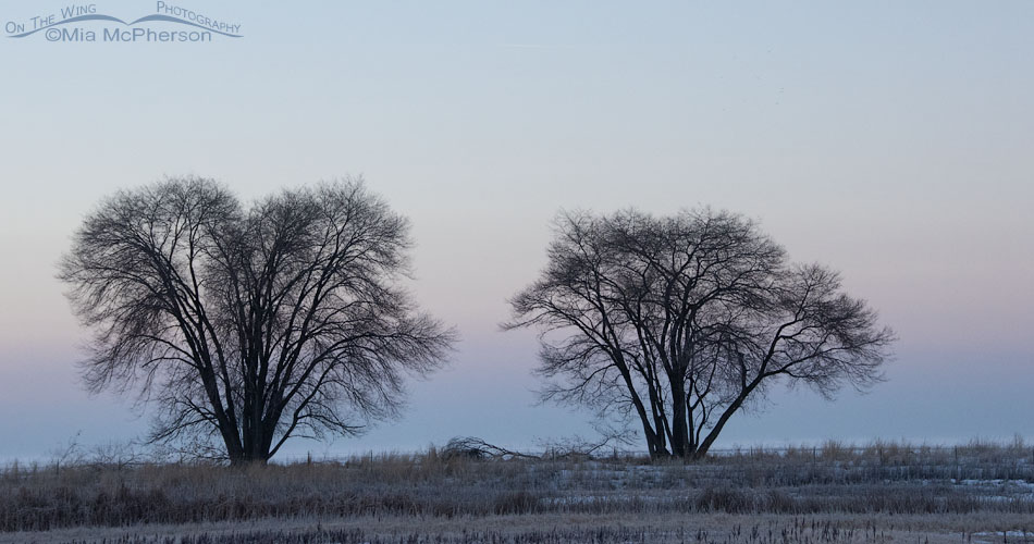 Trees with the Earth Shadow and Belt of Venus at Bear River MBR, Bear River Migratory Bird Refuge, Box Elder County, Utah