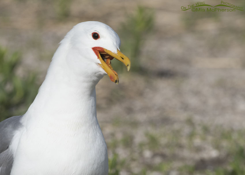 Portrait of a California Gull calling in spring, Antelope Island State Park, Davis County, Utah