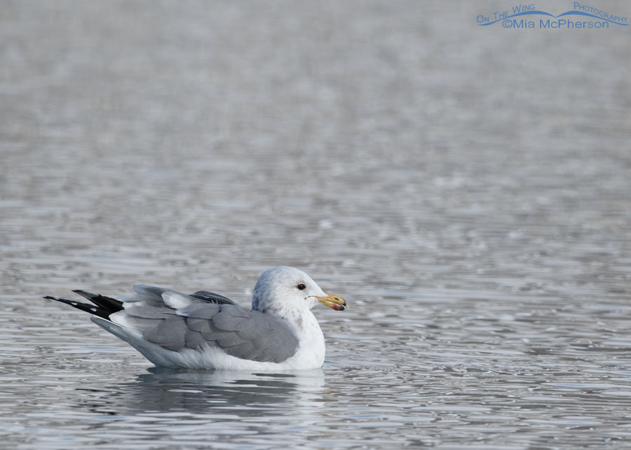 Winter California Gull floating on silvery water, Salt Lake County, Utah