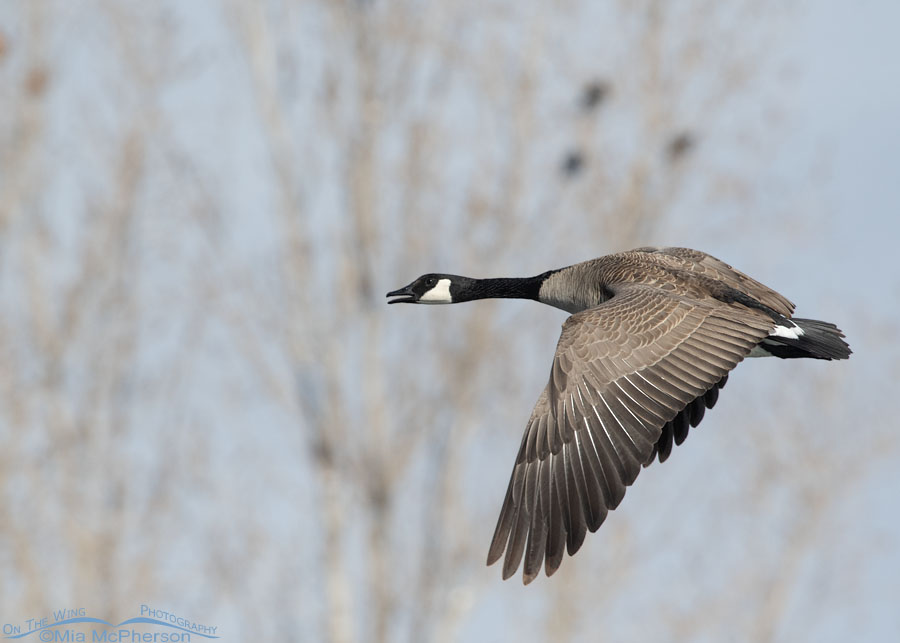 Calling Canada Goose in flight, Salt Lake County, Utah