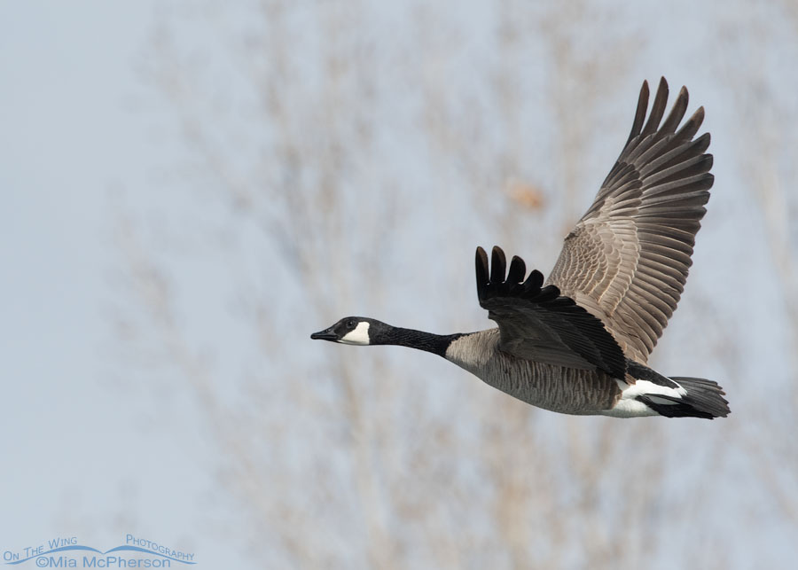 Canada Goose on the wing over a pond, Salt Lake County, Utah