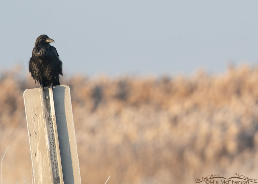 Common Raven at Bear River MBR on New Year's Day 2024, Bear River Migratory Bird Refuge, Box Elder County, Utah