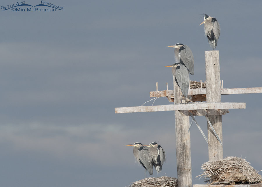 Great Blue Herons on the rookery at Farmington Bay WMA in January, Farmington Bay WMA, Davis County, Utah