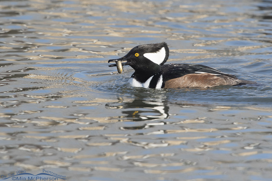 Drake Hooded Merganser with a Weather Loach in his bill, Salt Lake County, Utah