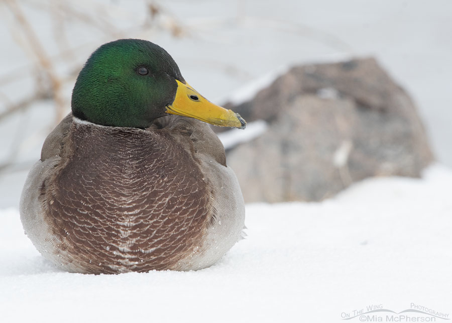 Male Mallard resting on snow, Salt Lake County, Utah