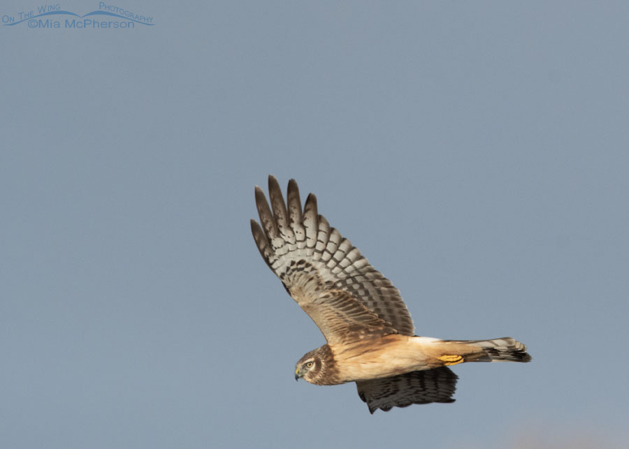 Young male Northern Harrier on the wing, Bear River Migratory Bird Refuge, Box Elder County, Utah