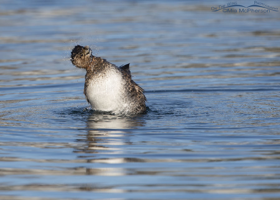 Adult Pied-billed Grebe shaking water from its head, Salt Lake County, Utah