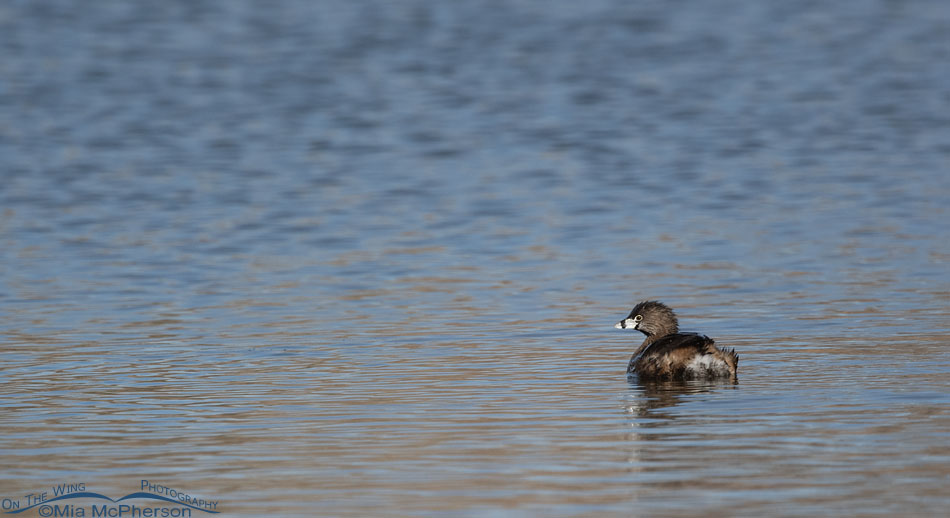 Urban Pied-billed Grebe from a distance, Salt Lake County, Utah