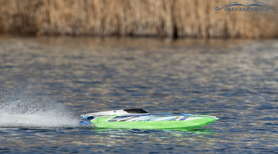 Remote controlled speedboat bothering wild birds, Salt Lake County, Utah