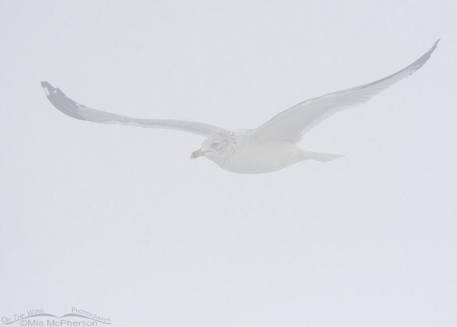 Adult Ring-billed Gull flying in heavy fog, Bear River Migratory Bird Refuge, Box Elder County, Utah