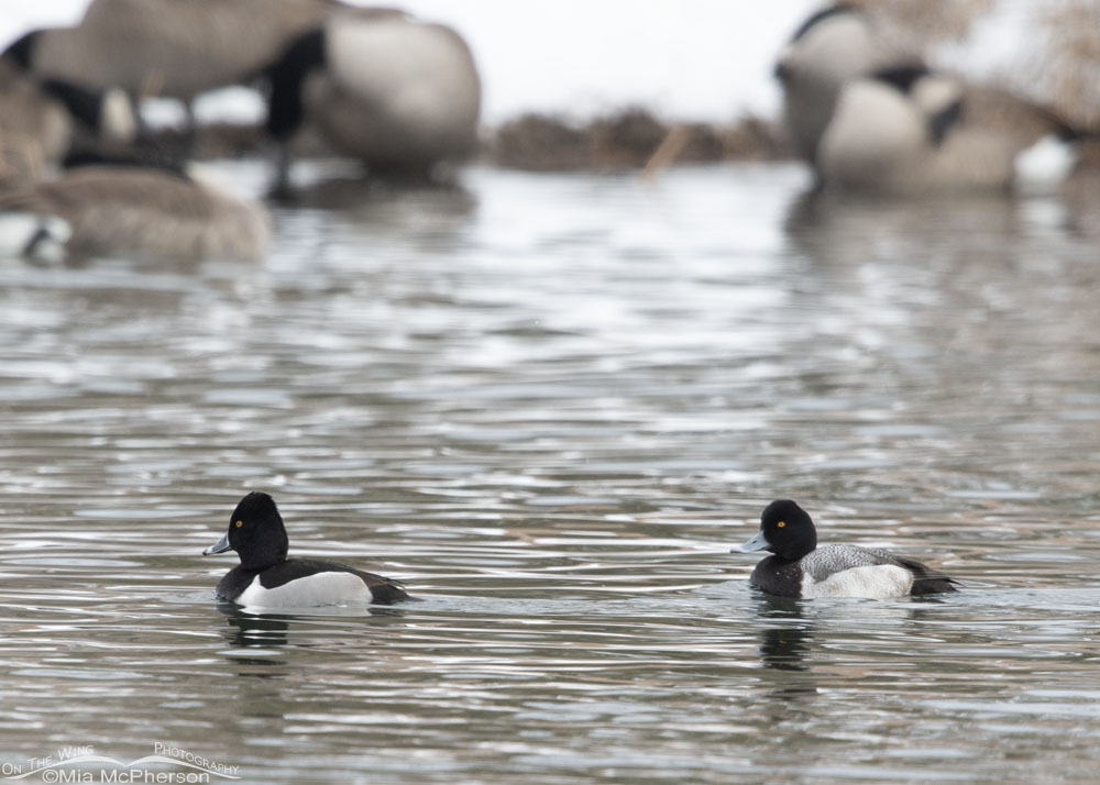 Ring-necked Duck and an odd Lesser Scaup, Salt Lake County, Utah