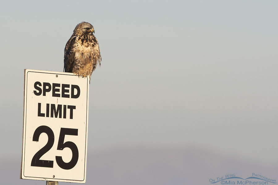 Male Rough-legged Hawk on a 25 mph Speed Limit sign, Bear River Migratory Bird Refuge, Box Elder County, Utah