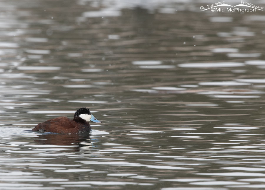 Drake Ruddy Duck almost in breeding plumage, Salt Lake County, Utah