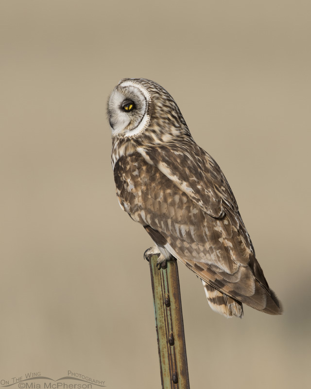 Short-eared Owl with nictitating membrane exposed, Box Elder County, Utah