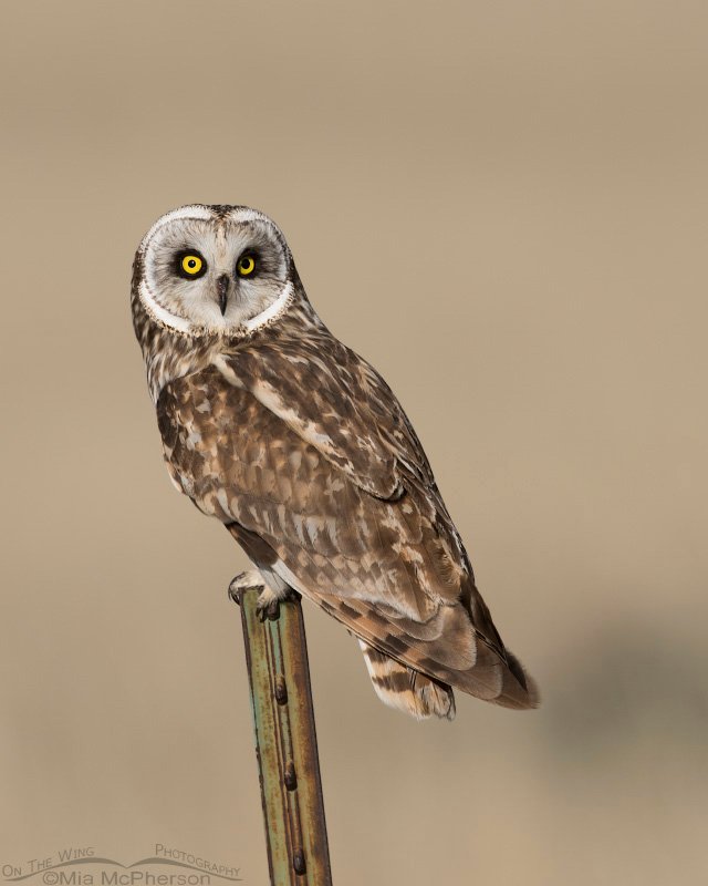 Northern Utah Short-eared Owl male, Box Elder County, Utah