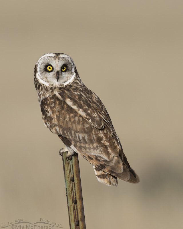Northern Utah Short-eared Owl male, Box Elder County, Utah