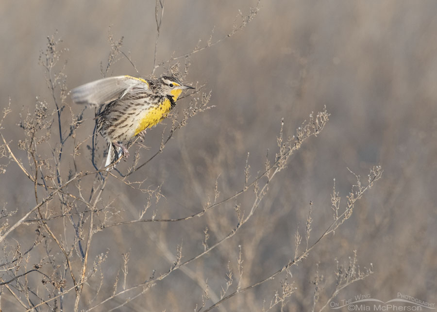 Western Meadowlark fluttering its wings, Farmington Bay WMA, Davis County, Utah
