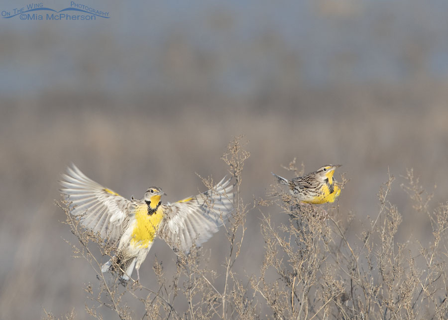 Western Meadowlarks showing courtship behaviors in January, Farmington Bay WMA, Davis County, Utah