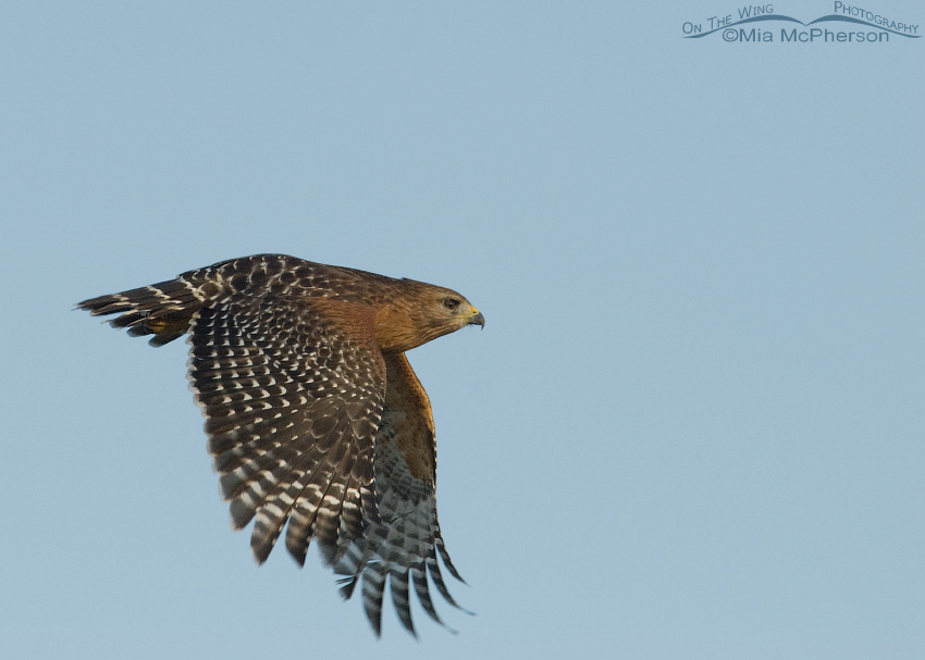 Red-shouldered Hawk in flight, Fort De Soto County Park, Pinellas County, Florida