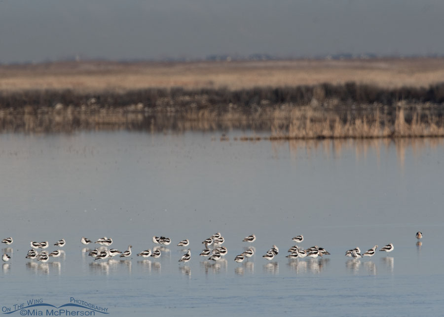 American Avocet flock resting at Farmington Bay WMA, Davis County, Utah