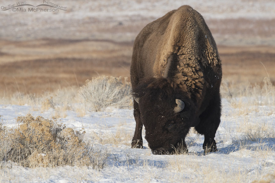 Bull American Bison grazing through snow on Antelope Island State Park, Davis County, Utah