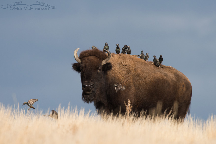 American Bison, European Starlings and a stormy sky, Antelope Island State Park, Davis County, Utah