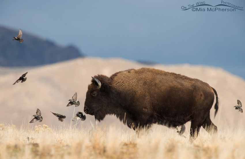 European Starlings and an American Bison bull, Antelope Island State Park, Davis County, Utah