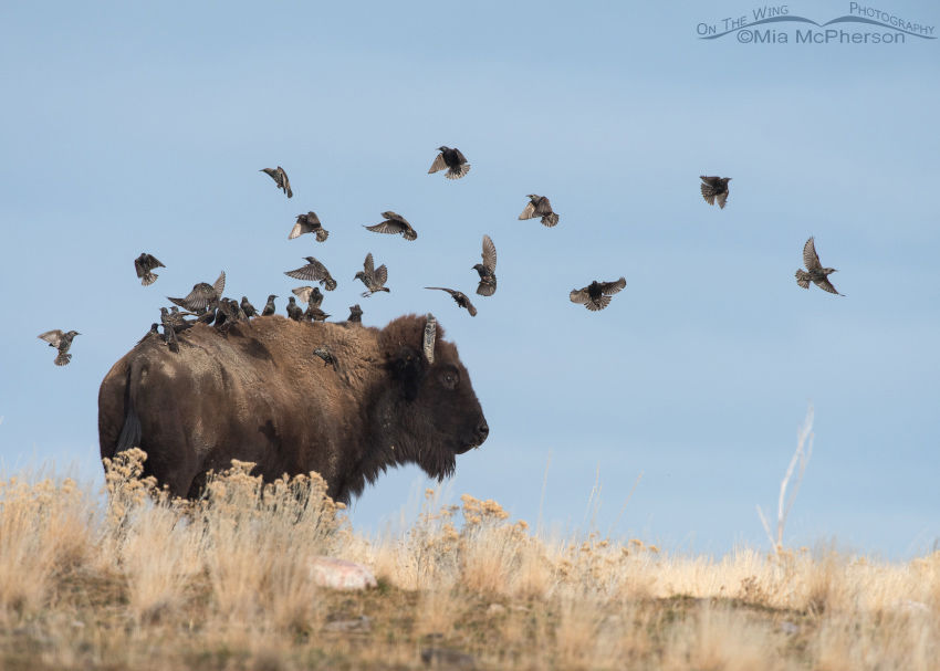 Bison and birds on a hill, Antelope Island State Park, Davis County, Utah