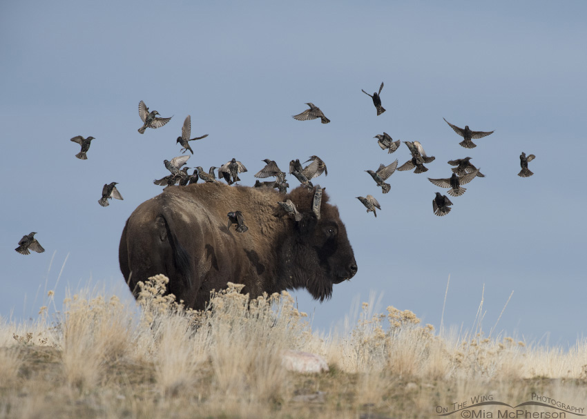 Flock of European Starlings landing on an American Bison's back on a hill, Antelope Island State Park, Utah