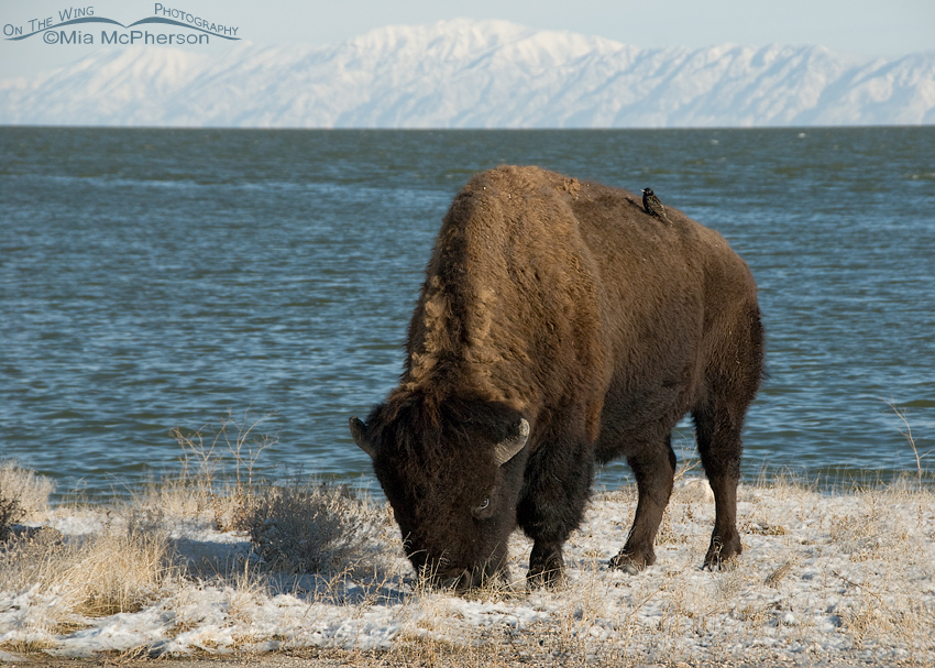 European Starling hitching a ride on an American Bison, Antelope Island State Park, Davis County, Utah