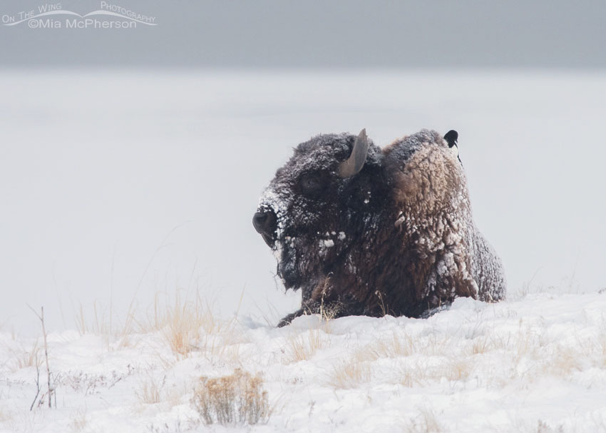 Resting snow-covered Bison bull with a Black-billed Magpie on its back, Antelope Island State Park, Davis County, Utah