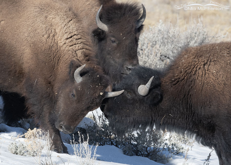 American Bison secrets in the snow, Antelope Island State Park, Davis County, Utah