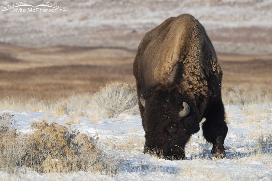 American Bison grazing with snow on the ground, Antelope Island State Park, Davis County, Utah