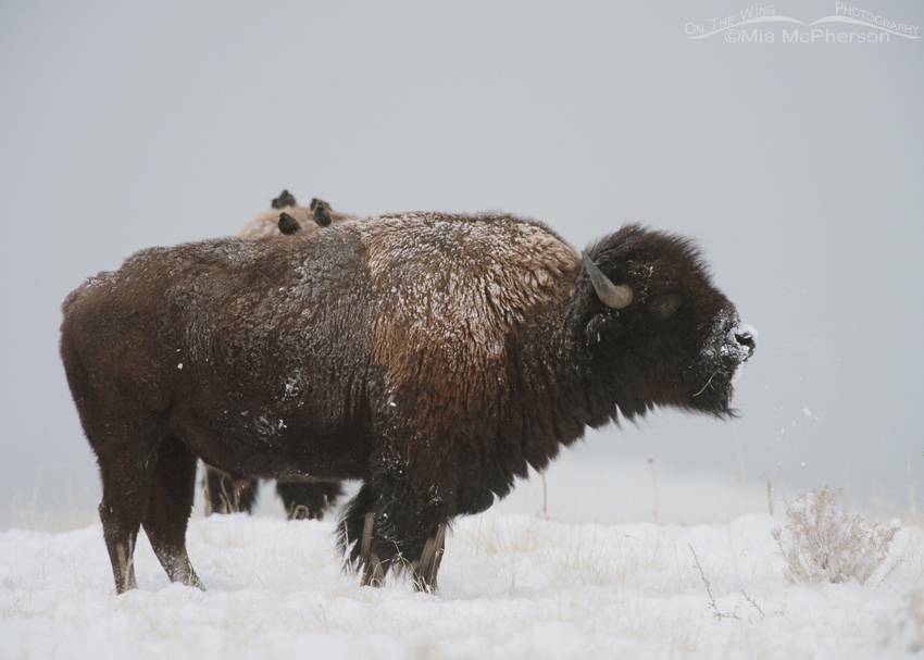 Bison bull and starlings in falling snow, the birds get warmth from the bison during the winter. Antelope Island State Park, Davis County, Utah