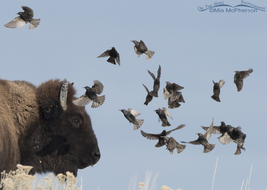 Close up of a Bison and European Starlings on Antelope Island State Park, Utah