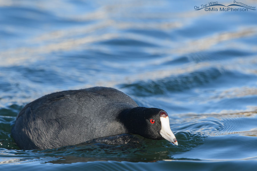 Adult American Coot on patrol close up, Salt Lake County, Utah