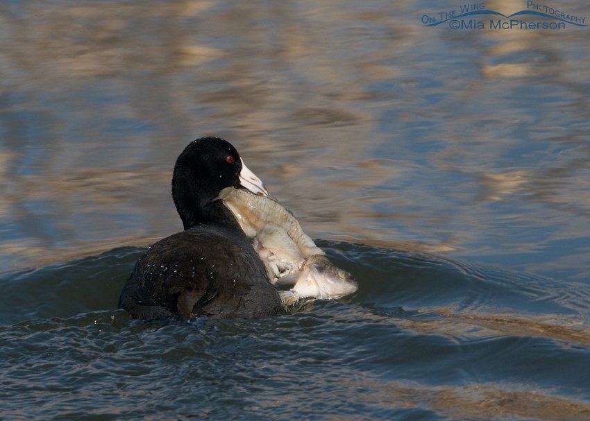 American Coot with more than it can chew, Farmington Bay WMA, Davis County, Utah