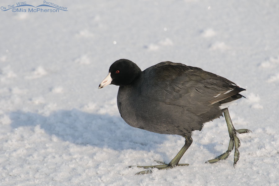 American Coot walking in snow, Farmington Bay WMA, Davis County, Utah